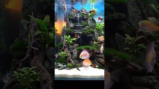 A very detailed aquascape inside a glass aquarium #aquarium #aquascape