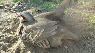 Кабка Хокда мондем   Кабк Keklik که و Partridge Chukar