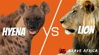 Hyena VS Lion: Incredible Animal Sightings- Brave Africa Virtual Safari #5