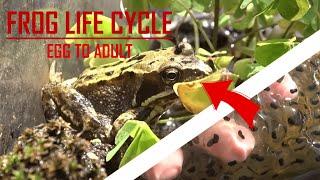 FROG LIFE CYCLE - Every stage from frogspawn to adult frog!