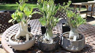 Growing Adenium obesum vs arabicum - the Desert Rose - how to care for these wonderful plants.