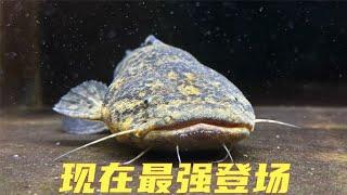 继大嘴鲸之后，我又入手了一条目标鱼！Damn！麻花阔嘴鲸！