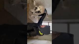 Собака-друг человека #animalshelter #приютсобак #shorts #dogs #help #kids #приют #собака #youtube