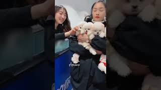 Cute White Pets..Pets Videos.Smart White Dogs.Smart pets.#shorts #viral #ytshorts #status #short