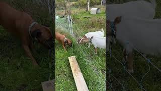 Dog feels electric fence. #goat #shocked #dog
