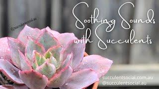 Soothing and Relaxing Music with Succulents 4 (Silent LS 4)