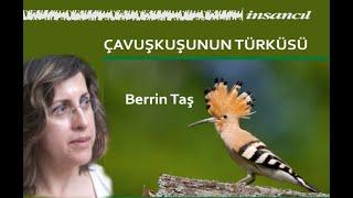 Berrin TAŞ- Çavuşkuşunun Türküsü