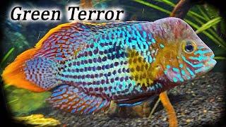 Green Terror Cichlid | Growth Rate & Evolution