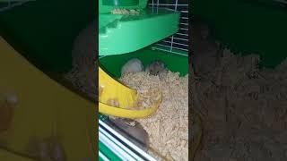 #hamsters #struggle #daily #activity