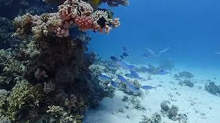 Red Sea Abu Hashish 20 Sep 2022