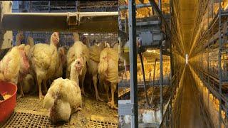 Multi-Cage Broiler Birds farming