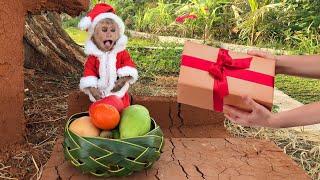 Dad surprises monkey Bon with a gift on Christmas