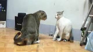 Cat Fight