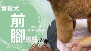 貴賓犬的前腳腳柱修剪｜凱莉老師 Groomer Kelly｜寵物美容教學｜Poodle's Front Feet Pet Grooming