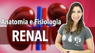 Sistema Excretor/Urinário: Aula 1/2. Anatomia e Fisiologia Renal