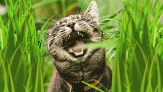 Why do cats eat grass