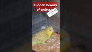 aww so sweet #bird #traning of bird #viralvideo