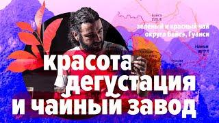 Зеленый и красный чай округа Байсэ, Гуанси. Дегустация, красота и чайный завод.