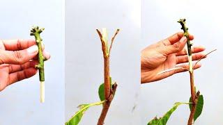 New technique for mango Grafting | how to graft mango tree | mango grafting technique