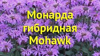 Монарда гибридная Могавк. Краткий обзор, описание характеристик мonarda hybr. Mohawk