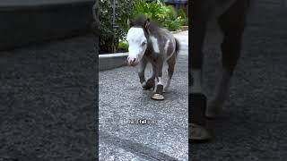 Tiny horse moves into a house #shorts