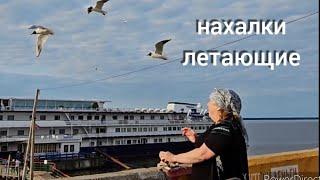 на КАЗАЧКУ в КРУИЗЕ по РОССИИ напали ЧАЙКИ, УКРАЛИ  рыбу