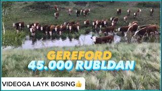 100 BOSH GEREFORD BOR,ARZON NARXLARDA BERILADI +79372807194