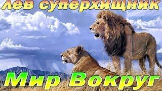 Лев. Супер хищники. Документальные фильмы. National Geographic Channel TV