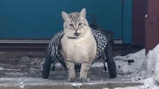 Paralyzed cat's hilarious reaction to wheelchair