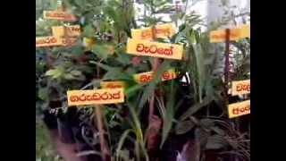 List of Herbal Plants in Sri Lanka