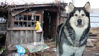 Собаки нашли ДОМ БОМЖА в Лесу  / домик своими руками