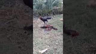shocking rooster fight#shorts