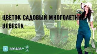 Цветок садовый многолетний Невеста