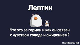 Лептин. Что это за гормон и как он связан с чувством голода и ожирением?