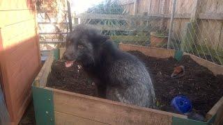 Pet Fox Caching and Pouncing Treats