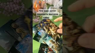 Что вам хотят передать высшие силы #tarot #таро #гадание #отношения #раскладтаро #любовь #shorts