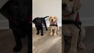 Two puppies ready to grow up and become heroes 