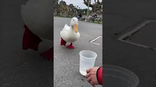 Big Duck Energy