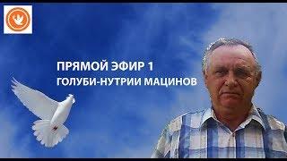 ПРЯМОЙ ЭФИР 1 НА КАНАЛЕ ГОЛУБИ - НУТРИИ МАЦИНОВ ЧИПЕ УДАЛИЛ СВОИ ВИДЕО!