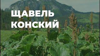 Щавель конский - полезные свойства и народные рецепты / Захар Травник