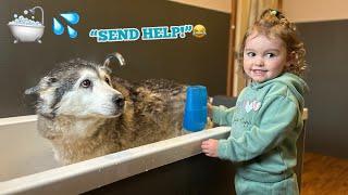 Baby Does Everything She Can To Help Her Old Scared Husky Feel Safe To Have A Bath!.