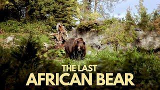 The Last African Bear | Atlas Bear