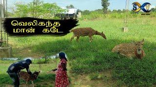 வெலிகந்த மான் கடே | Sham Vision | Polonnaruva | Sri Lanka