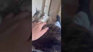 Neck rubs required dad #floof #cat #cutecat #catlover #cute