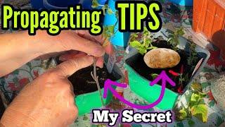 FREE PLANTS How to Propagate Right When Rooting Cuttings for Extra Vegetables & Flowers for a Garden