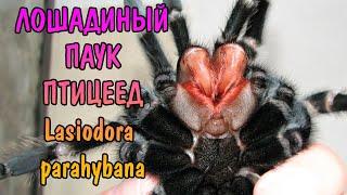 ЛОШАДИНЫЙ ПАУК ПТИЦЕЕД Lasiodora parahybana