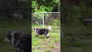 "She's a Running Machine" starring Zoey the Border Collie #bordercollie #dogbreed