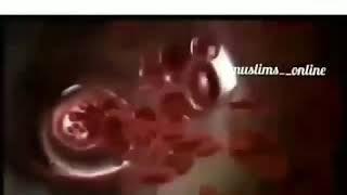Вот почему в Исламе Алкоголь запрещен