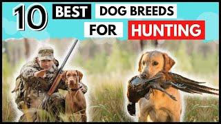 Top 10 HUNTING  ‍    Dog Breeds of all time.