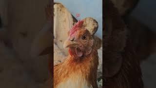 Funny chicken videos | Backyard Chickens Homestead